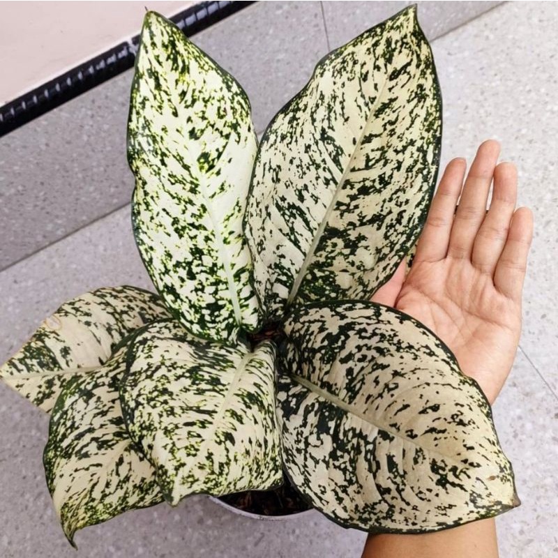 Tanaman hias aglonema big leaf  / aglaonema big leaf / aglonema murah / aglaonema murah / Florist Nu