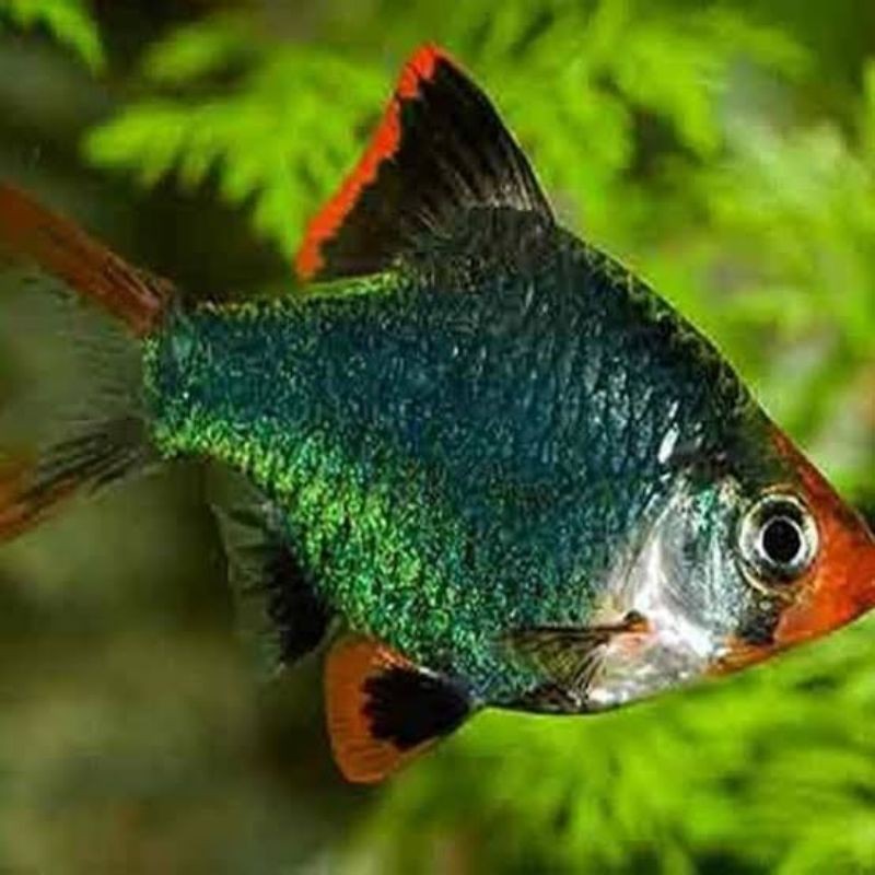 

Green Sumatra