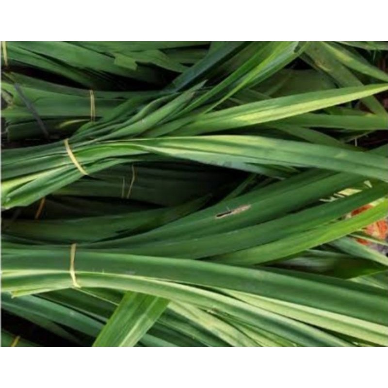 

Daun pandan wangi 1 ikat