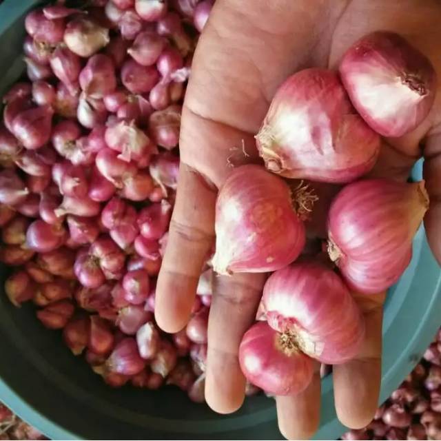 

Bawang Merah Probolinggo Kwalitas Unggul 1kg