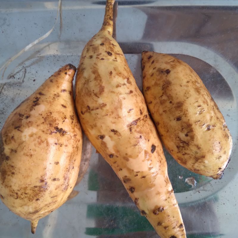 

ubi madu 10 kg