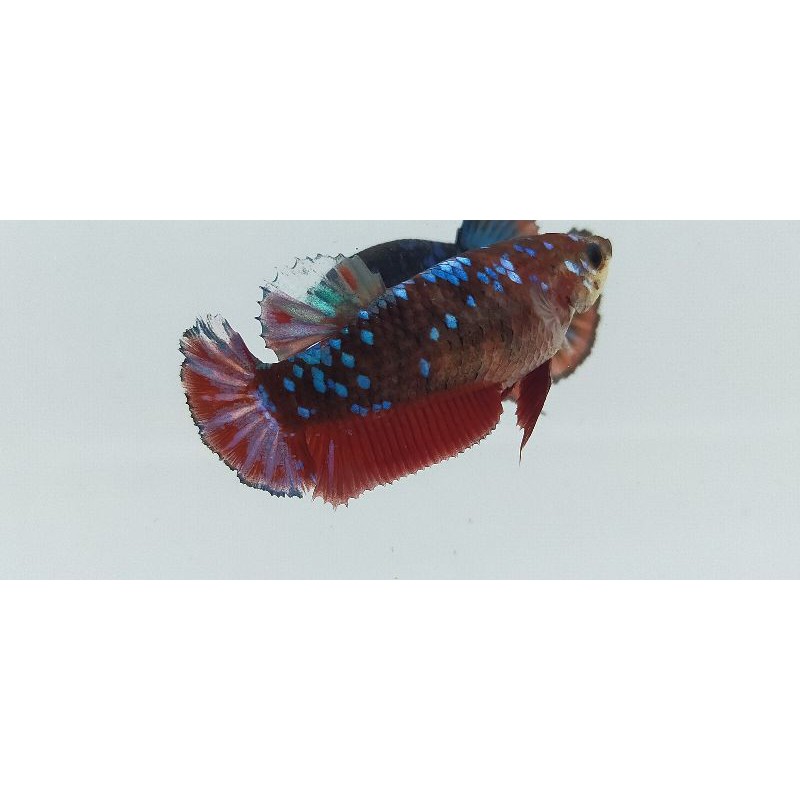 

Ikan cupang betina avatar gordon