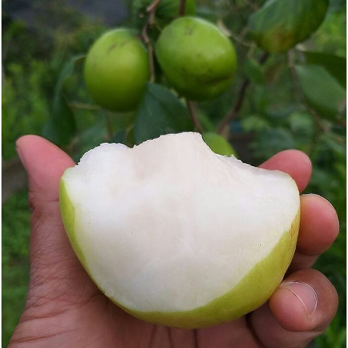 Bibit Bidara India / Apel Putsa