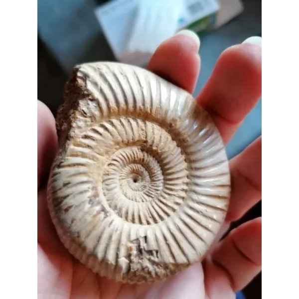 fosil kerang | koleksi unik | fosil | barang antik | dekorasi rumah