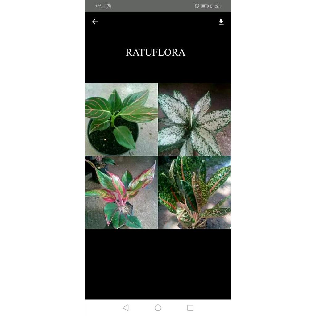 Paket 4 tanaman aglaonema - Rotundum - Snow White - Lipstik - Dona