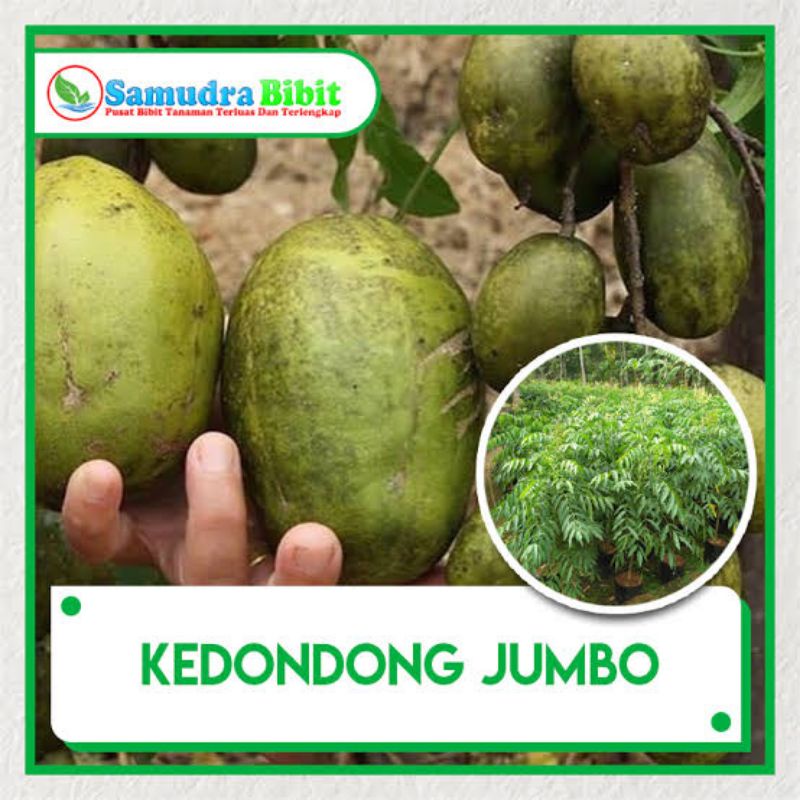 

Buah kedondong besar super 1kg