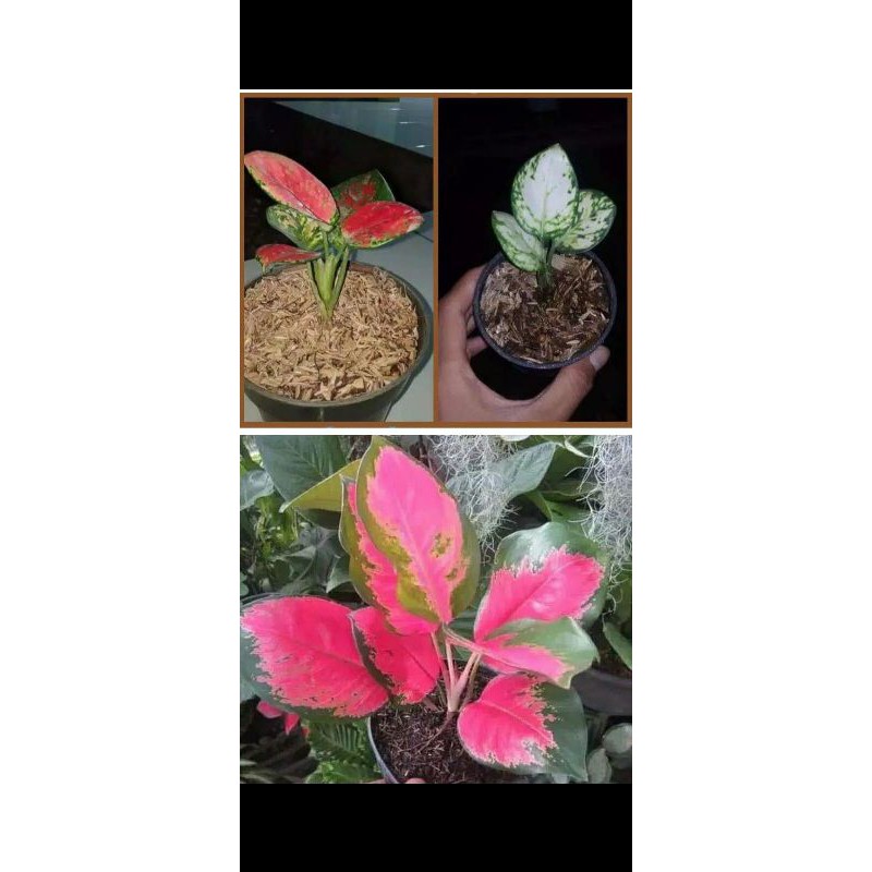 Paket 3 aglonema Read catrina& super white kocin anakan(baby)