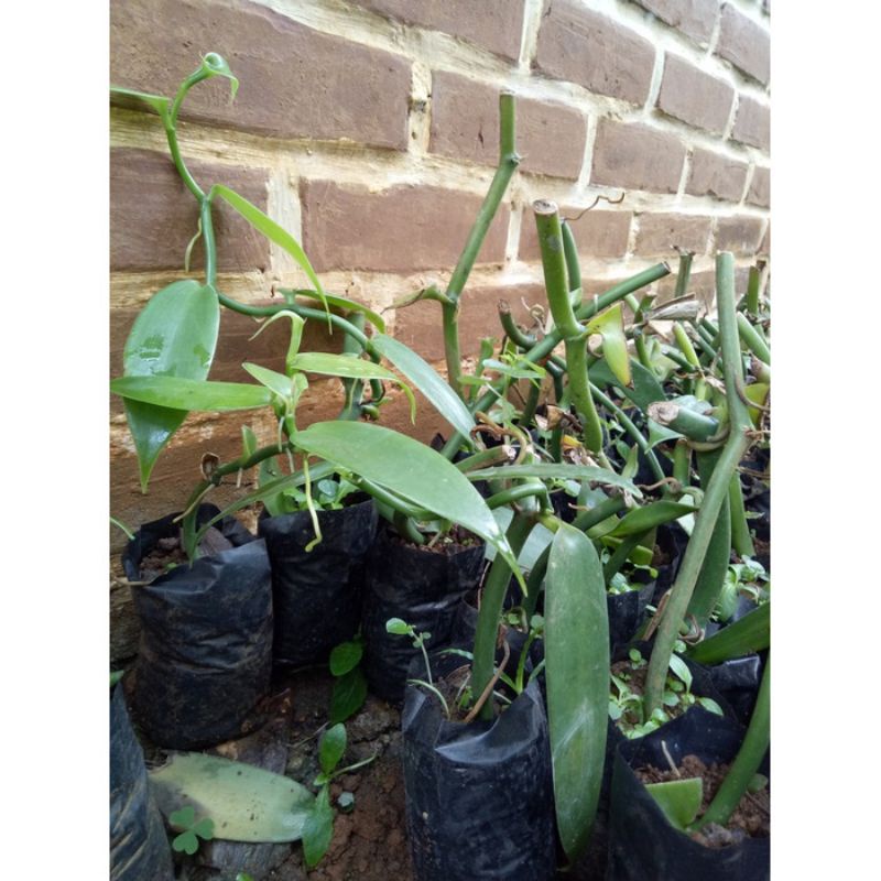 Bibit vanili polibag/vanila/vanili siap tanam