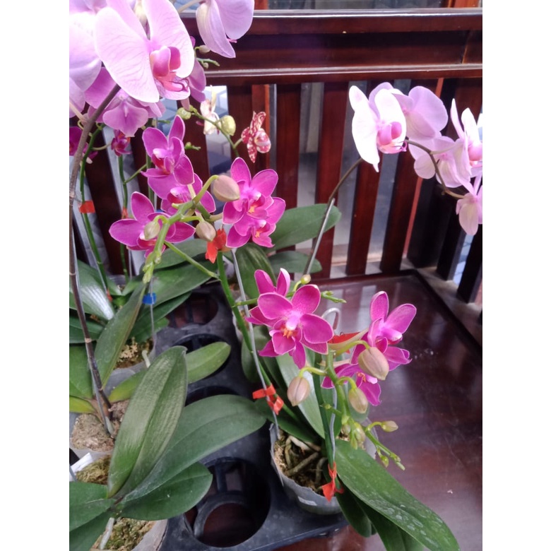 angbul koleksi spike berbunga