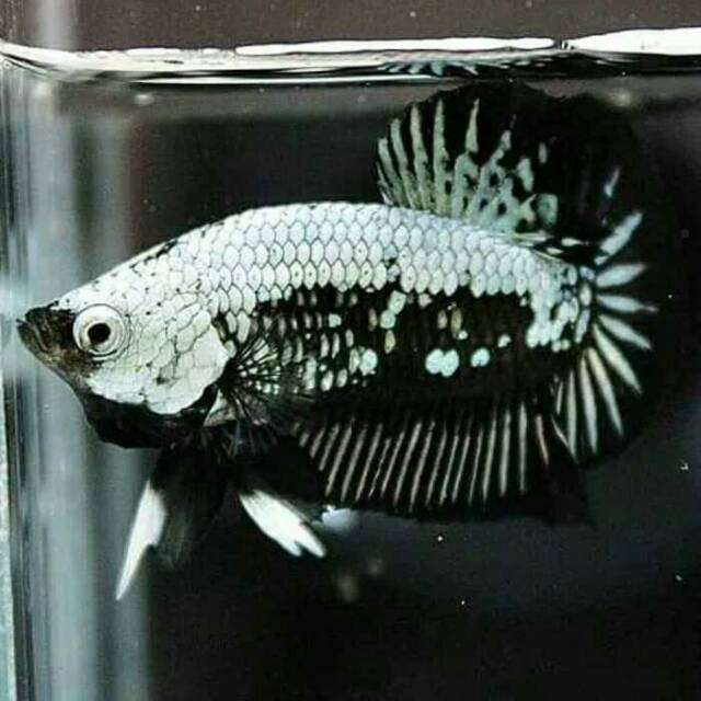 Cupang hias jantan black samurai / mamba murah ecer grosir