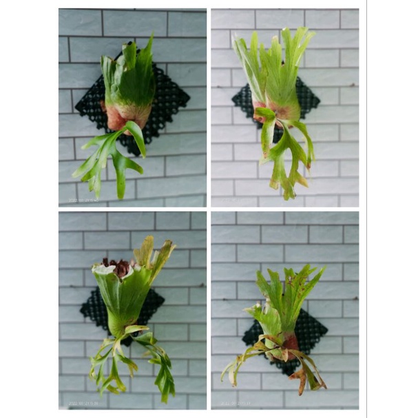 Platycerium Coronarium