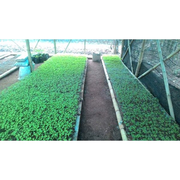 Bibit pepaya california ipb9