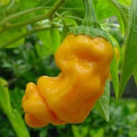 Benih Bibit Biji - Cabai Yellow Peter Pepper Cabe Porno Kuning Seeds