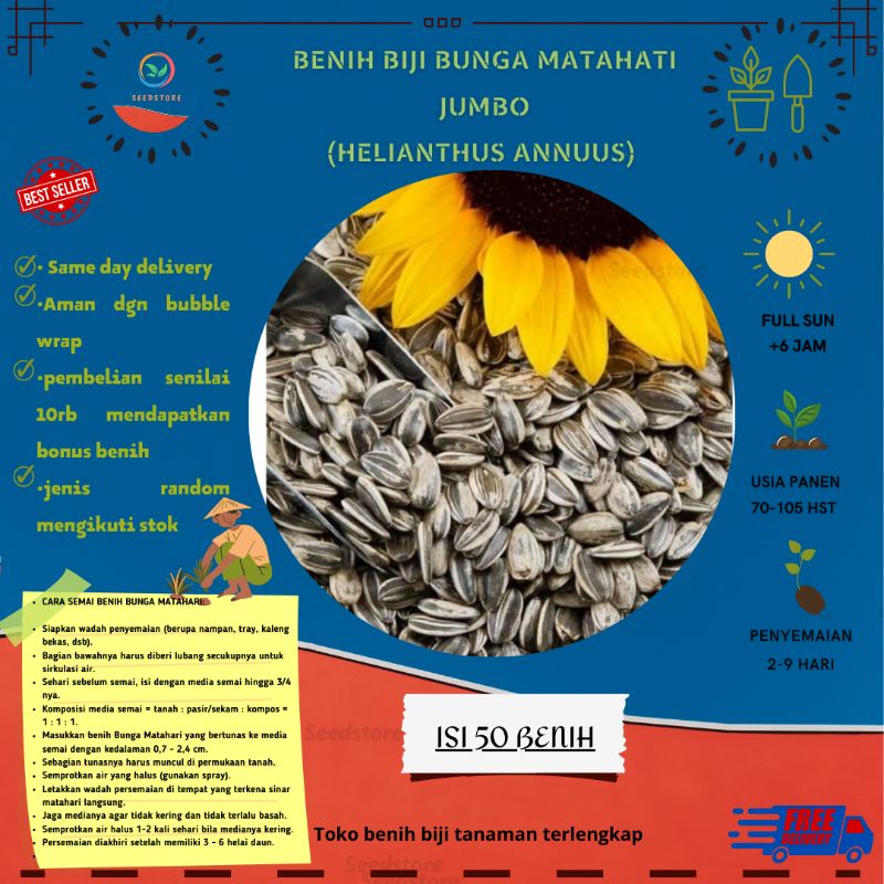 50 Benih Biji Bunga Matahari Jumbo /matahari besar