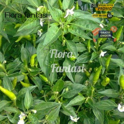 Bibit Cabe rawit hijau (tanaman hidup bunga hidup cantik cantik murah kembang hidup asli pohon viral