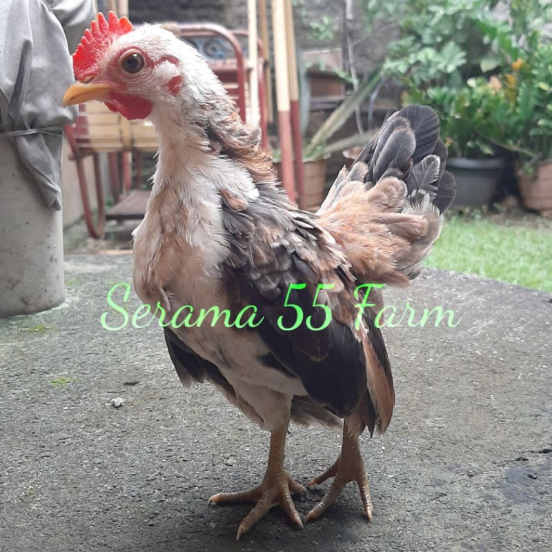 Anakan Ayam Serama Umur 3 Bulan