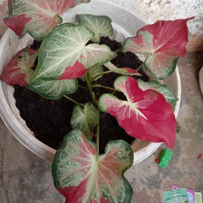 bibit tanaman keladi hias cat tumpah,anakan caladium shycool