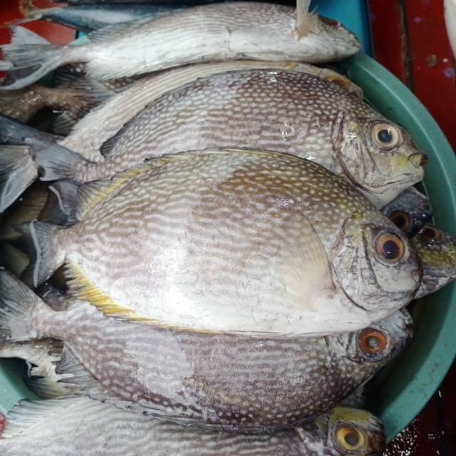 Ikan Baronang  Fresh Segar Seafood Laut Enak swalayan Murah Jakarta