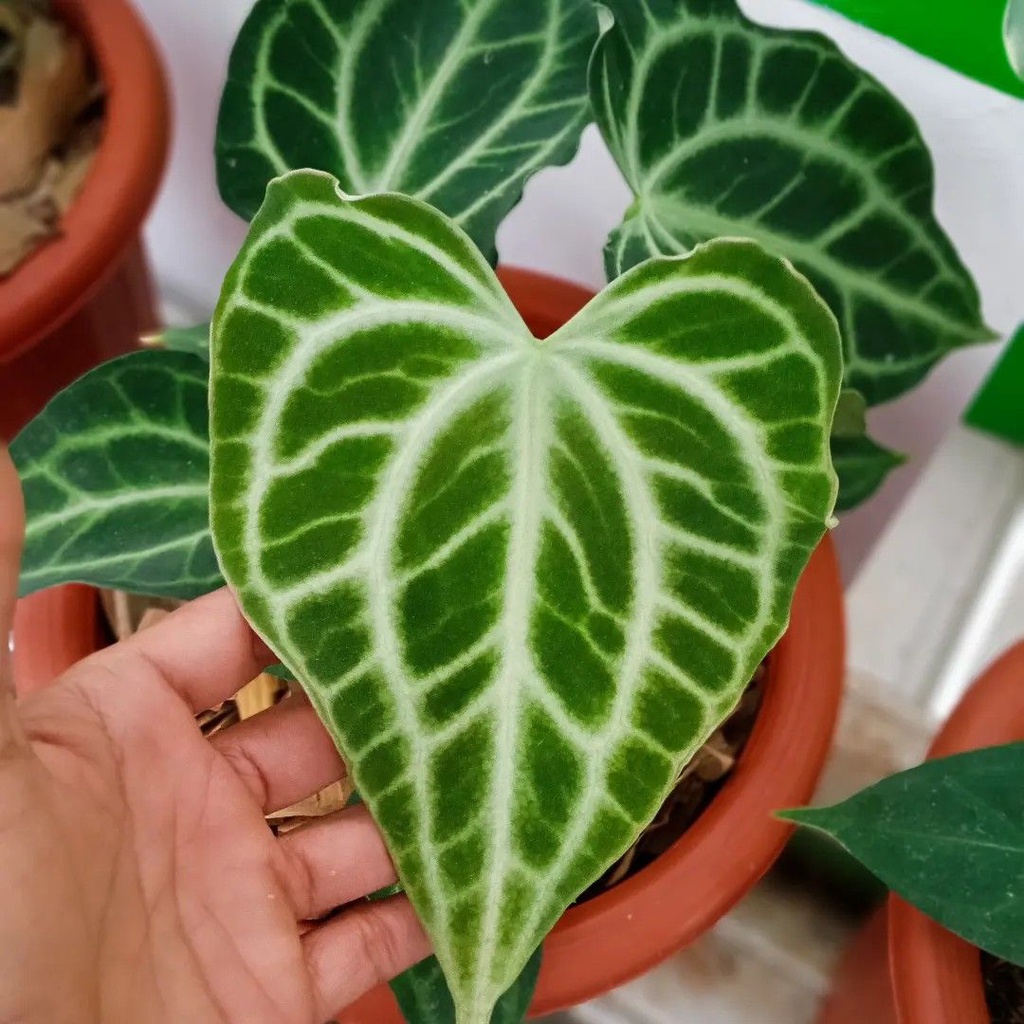tanaman hias anthurium clarinervium king