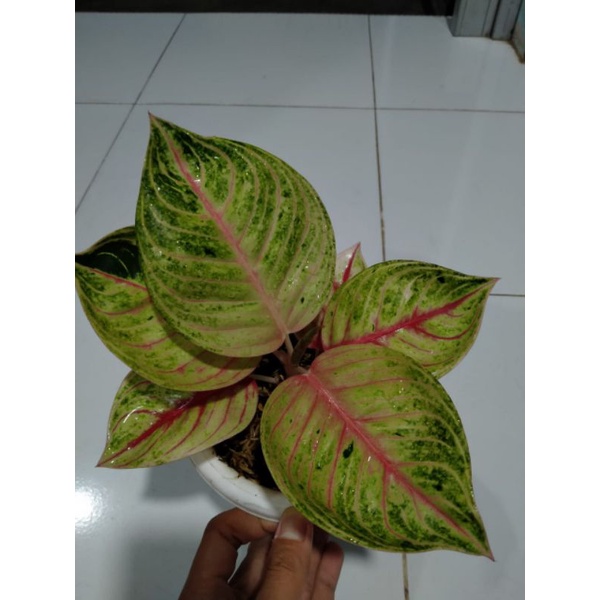 Aglonema monlight terah merah tanian lokal