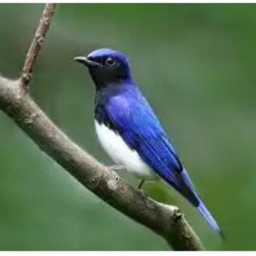 Burung Selendang biru