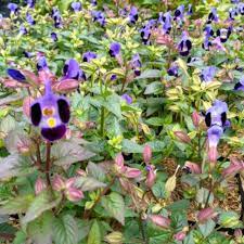 Teronia ungu  (Torenia fournieri )berbunga - tanaman hias teronia tanaman gantung pot gantung