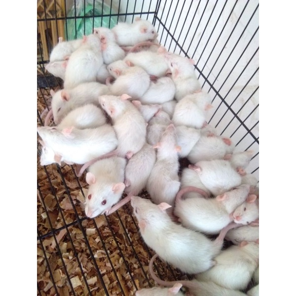 RK Tikus Putih Rat Sapih