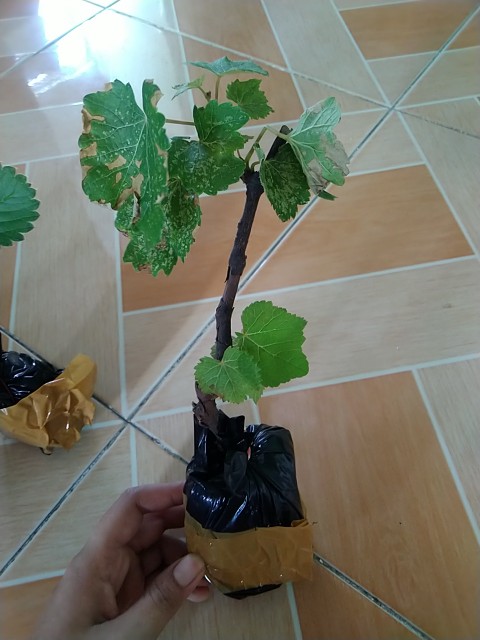 Bibit Anggur Hijau Belgia