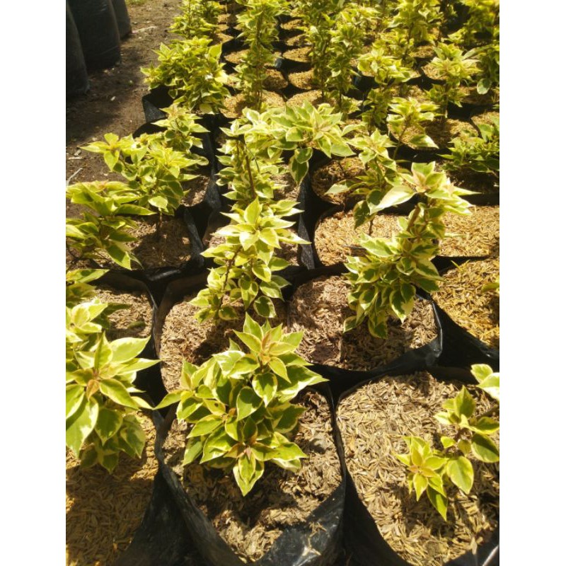 Tanaman Bougenville singapore original bukan sambungan