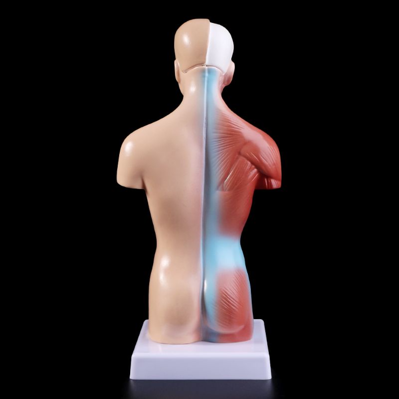 Mary Human Torso Body Model Anatomi Anatomi Organ Internal Medis Untuk Mengajar