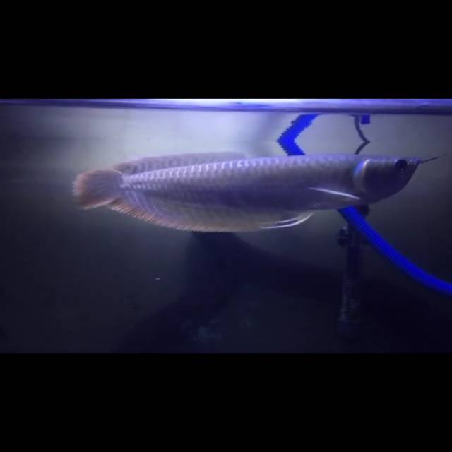 AROWANA SILVER RED