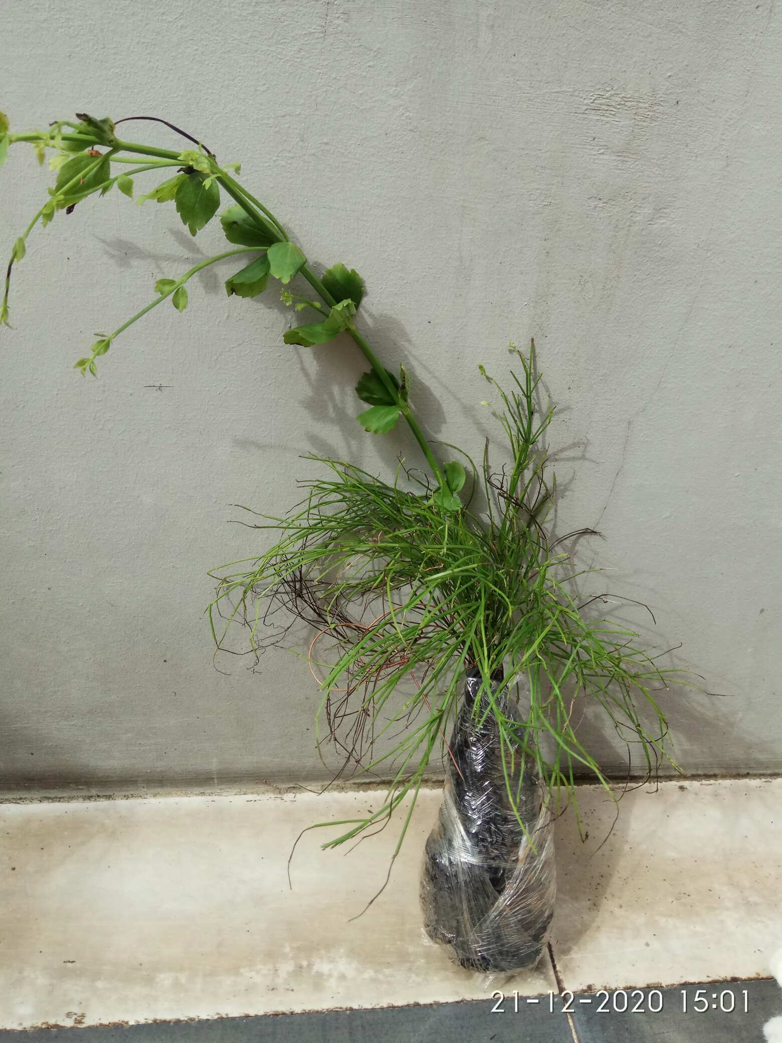 Tanaman Air Mancur / Russelia Equisetiformis