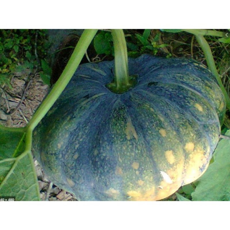 bibit/benih labu kuning 30 butir labu parang labu manis