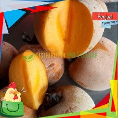 COD Bibit Kesemek jumbo siap berbuah