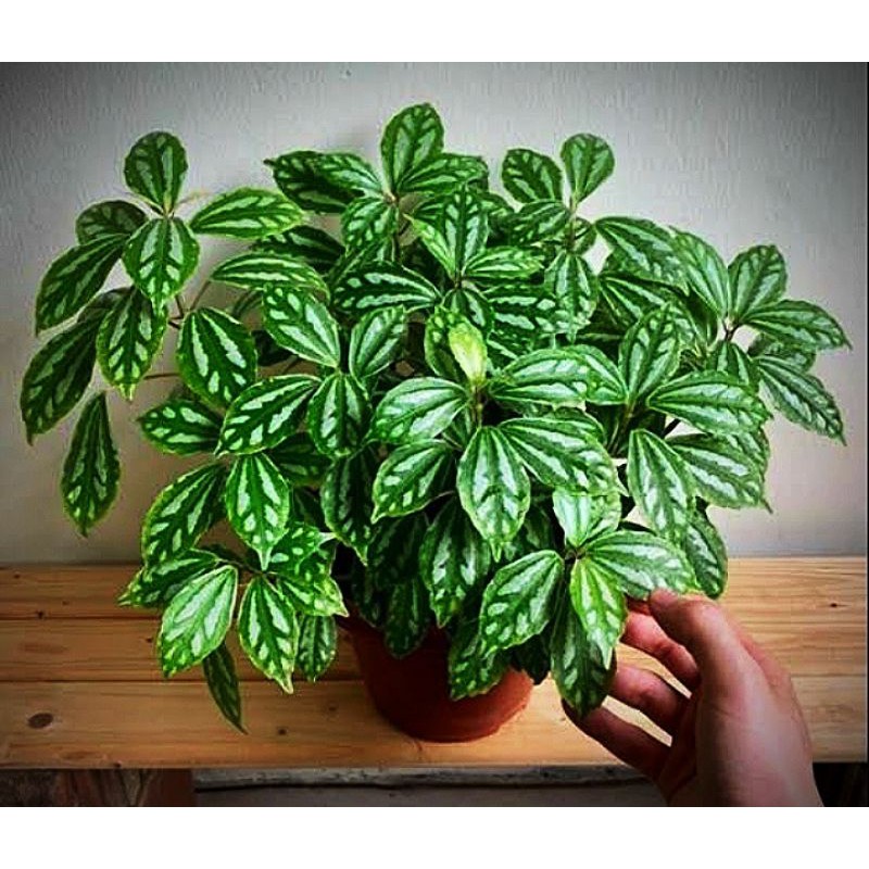 Tanaman hias pilea mutiara (pilea cadierei)