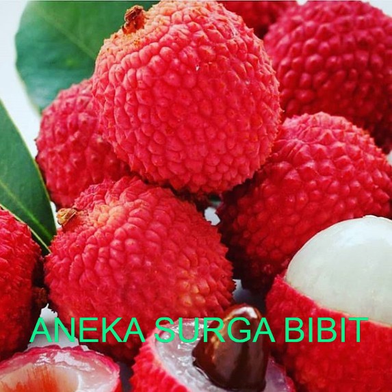 

buah leci merah leci kom/tanaman leci merah