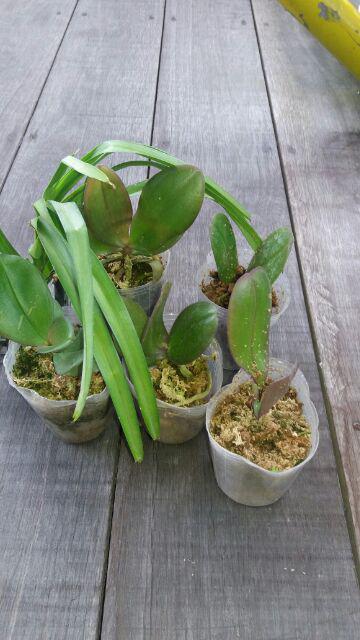 Anggrek Bulan Taiwan Remaja Paket 5pcs