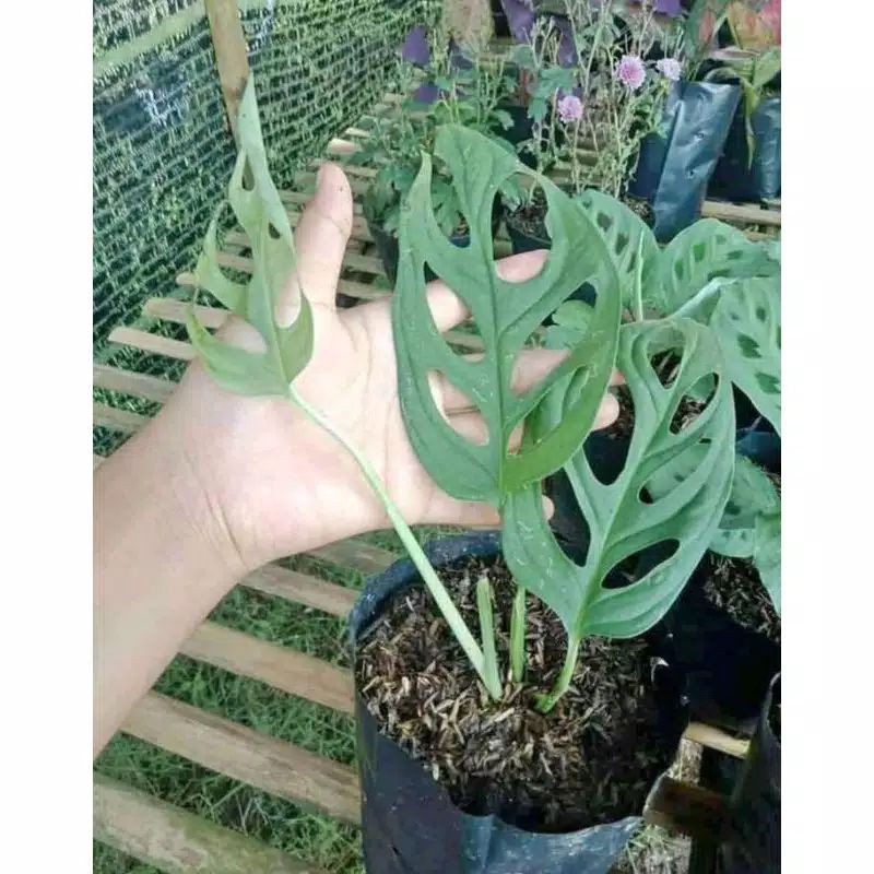 Bunga janda bolong