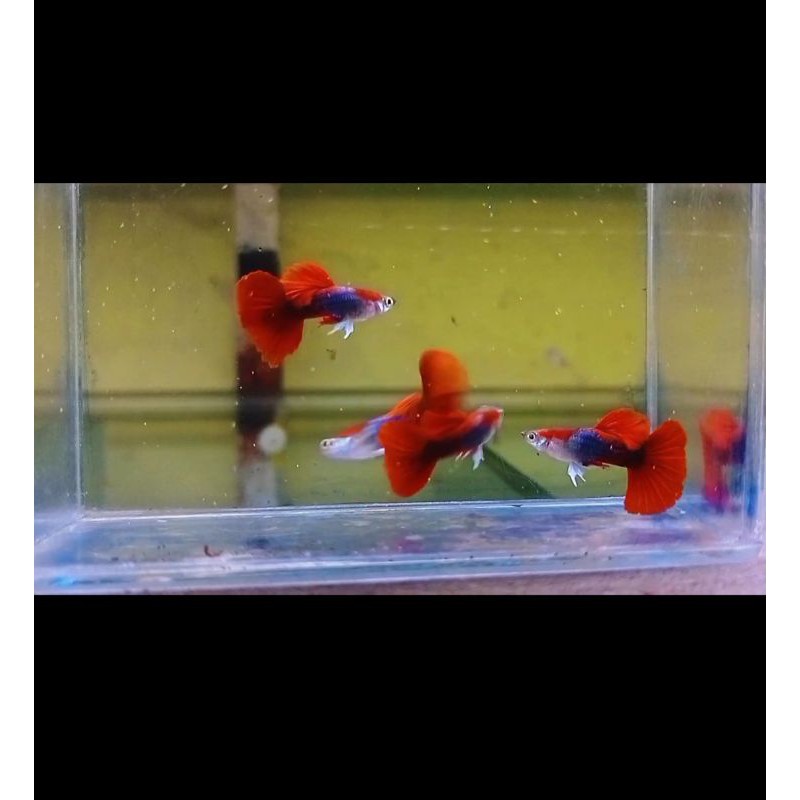 hb red rose tail
