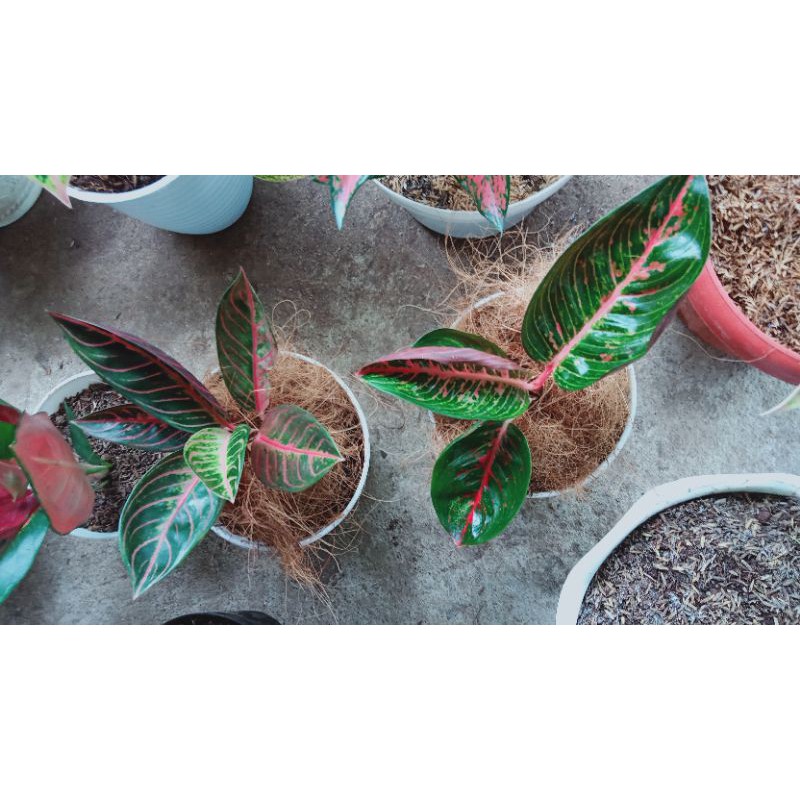 aglonema pride of Sumatra mutasi cantik