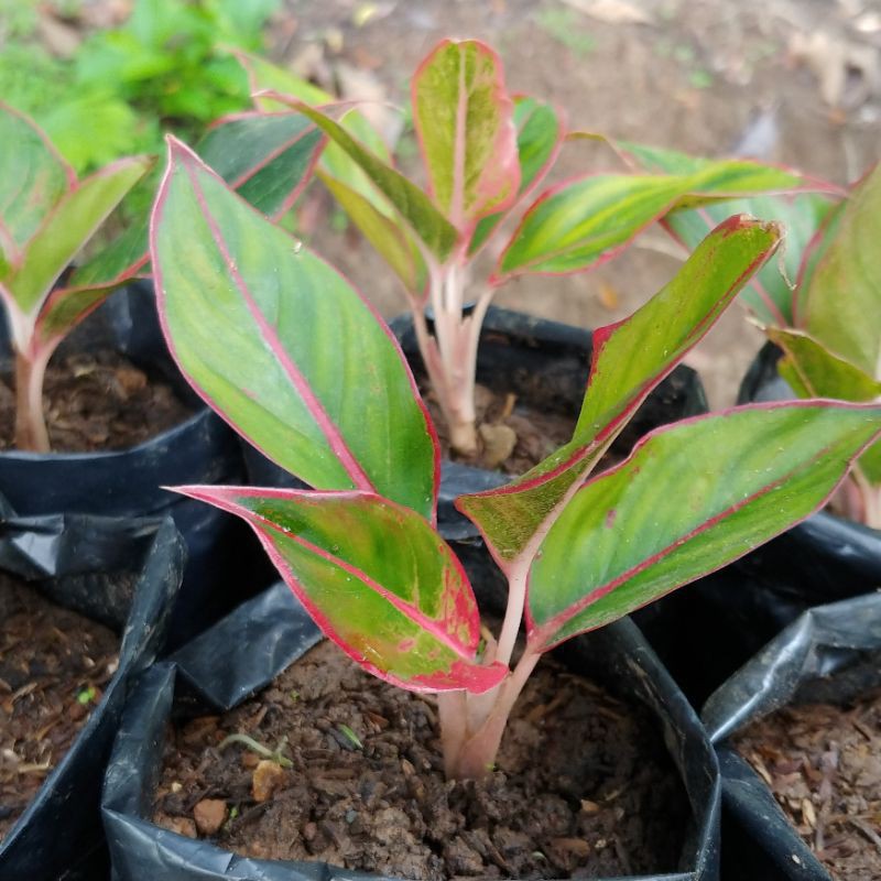 Tanaman hias aglonema lipstik aglaonema lipstick bibit taneman aglo