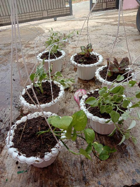 Episcia cupreata si Tanaman  Hias Gantung  Shopee Indonesia