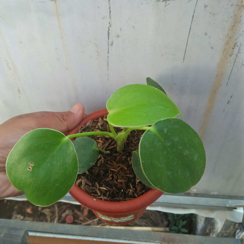 tanaman hias philo pigskin rugosum