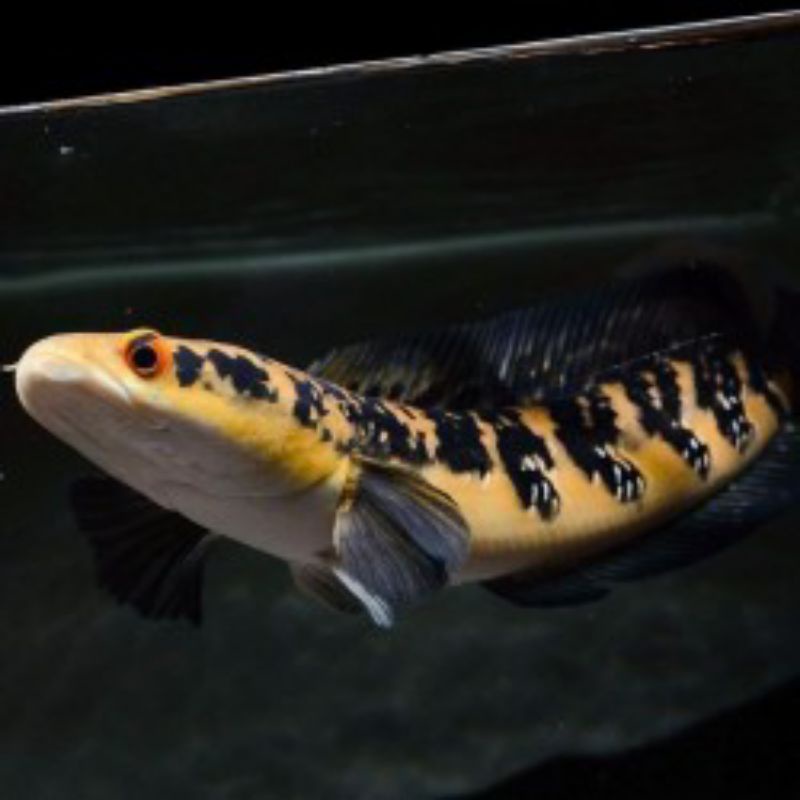ikan hias Channa Yellow Sentarum YS Red Eye size 10cm TERLARIS