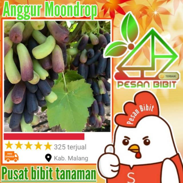 Bibit tanaman buah anggur moondrop ANGGUR IMPORT MOONDROP anggur import paling manis