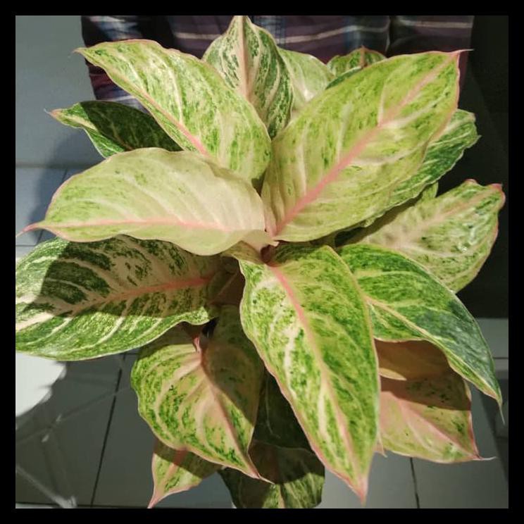 Aglonema Bidadari Rumpun