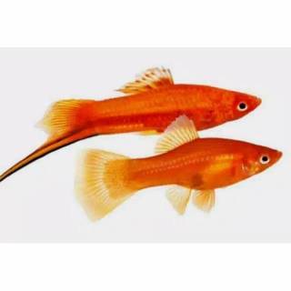 ikan platy pedang ikan aquascape ikan platis pedang orange