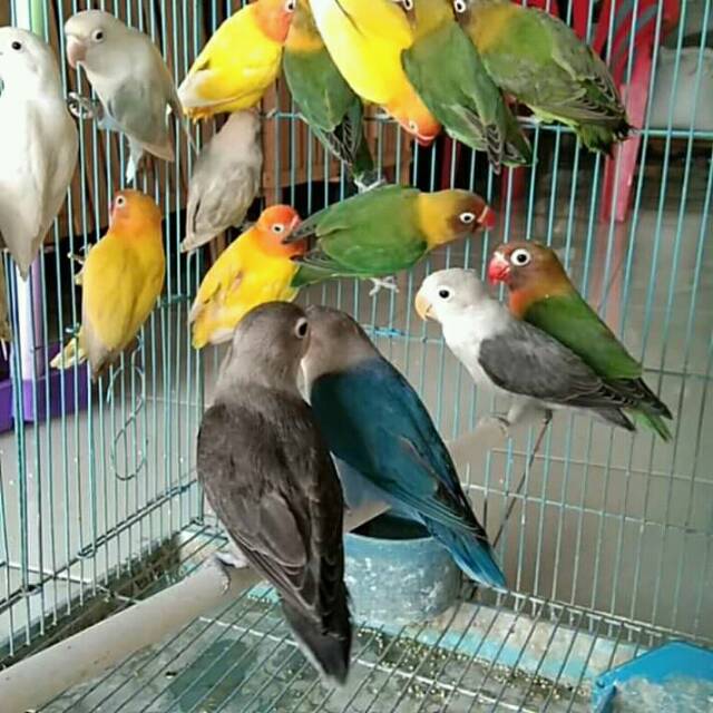 Burung Lovebird