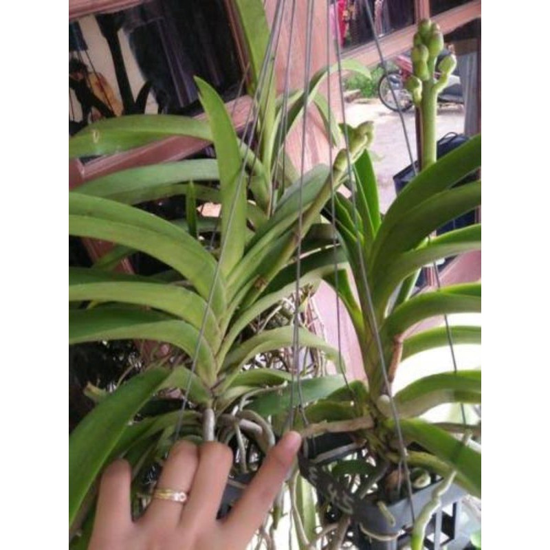 Anggrek Vanda Tricolor Plant Dewasa