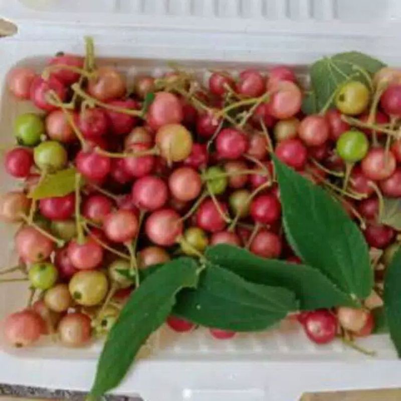 

buah kerseun 100 grm